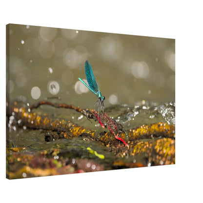 Sparkly Damselfly