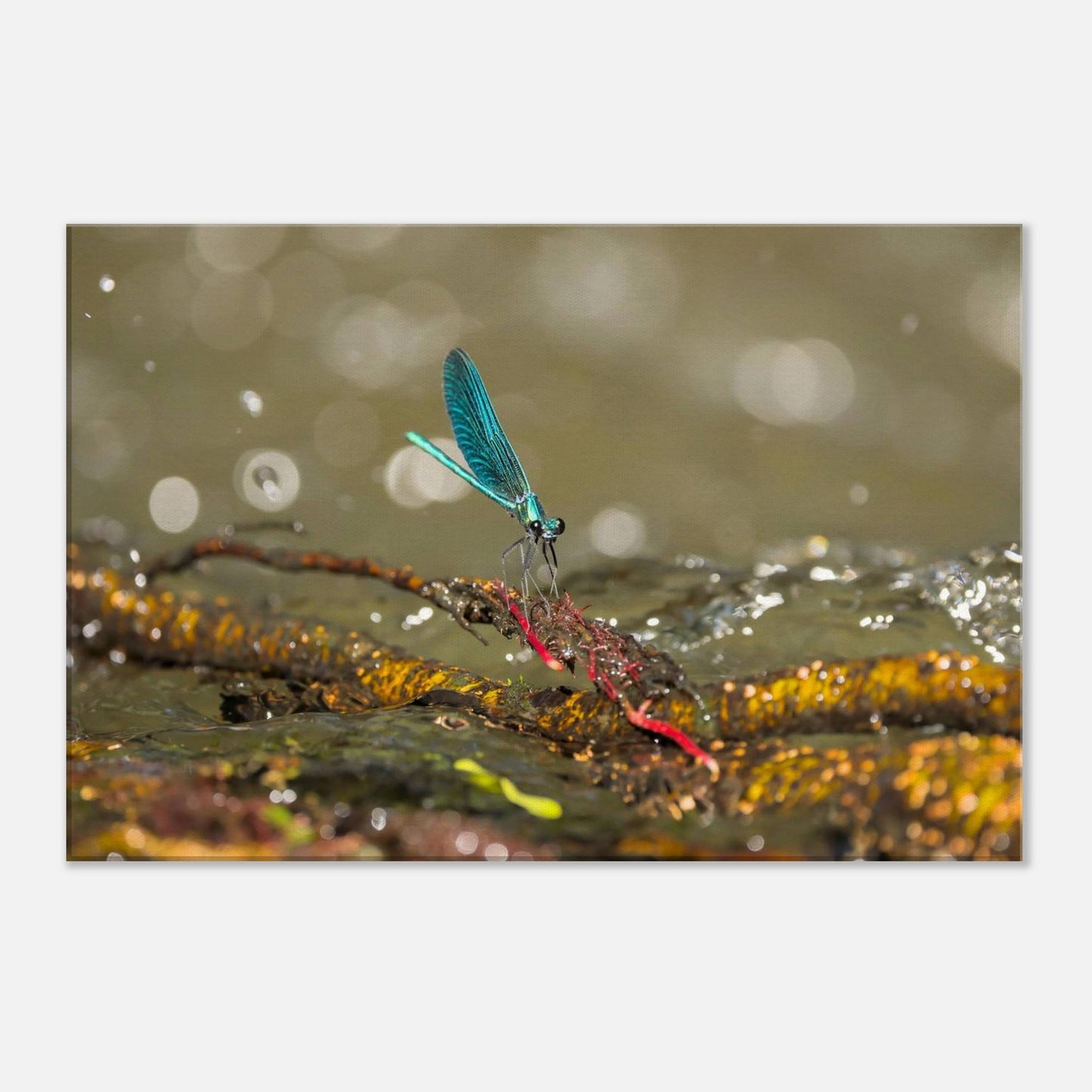 Sparkly Damselfly