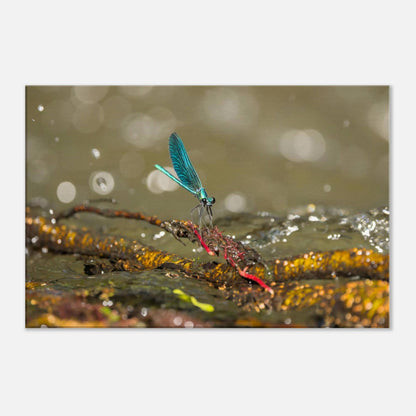 Sparkly Damselfly