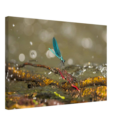 Sparkly Damselfly