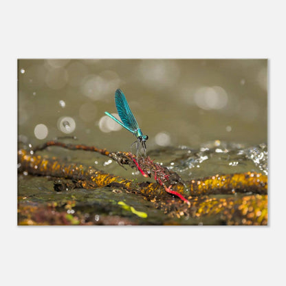 Sparkly Damselfly