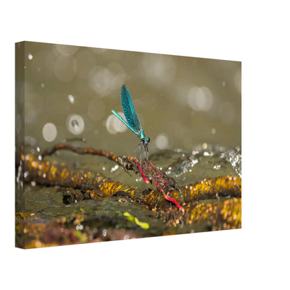 Sparkly Damselfly