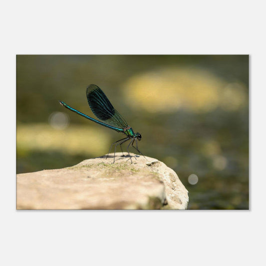 Mighty Damselfly