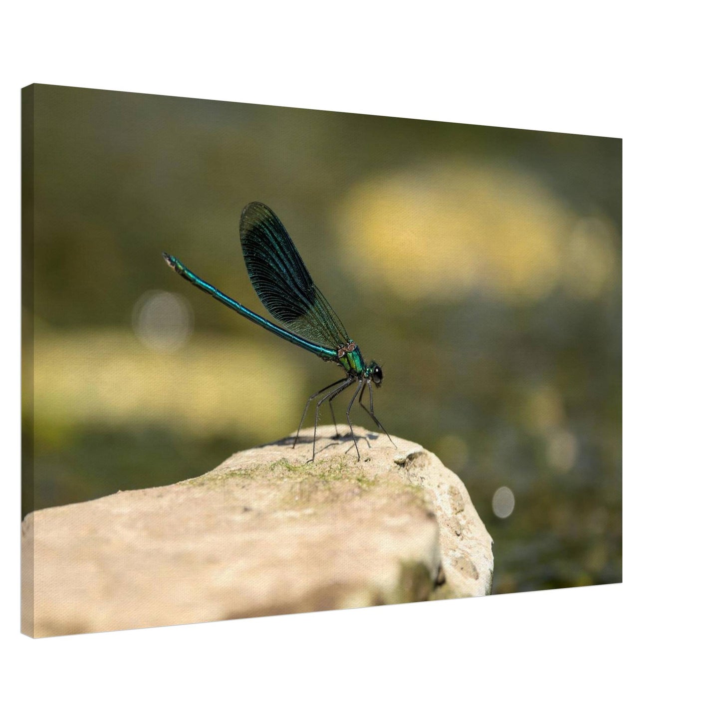 Mighty Damselfly