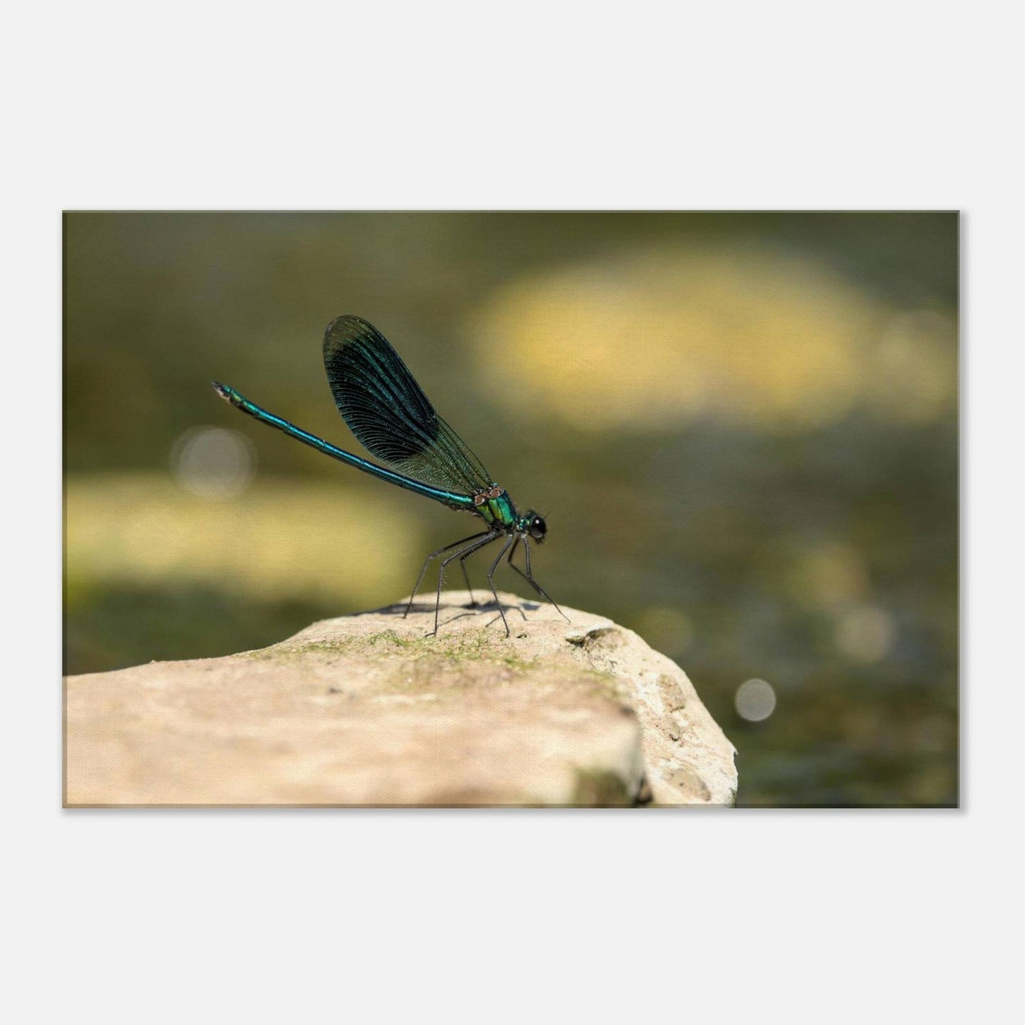Mighty Damselfly