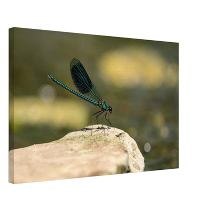 Mighty Damselfly