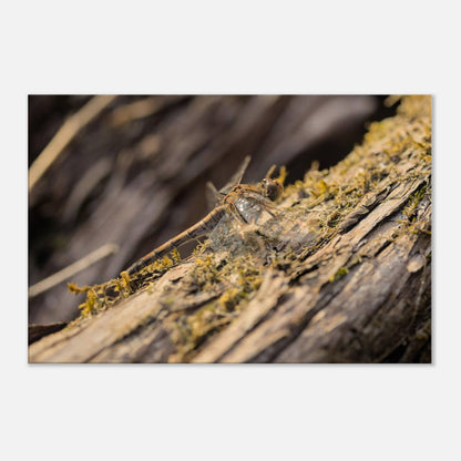 Dragonfly on the Wood