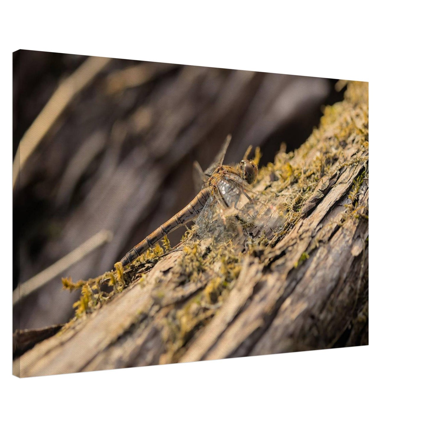 Dragonfly on the Wood