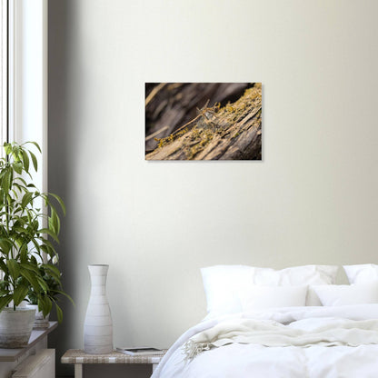 Dragonfly on the Wood