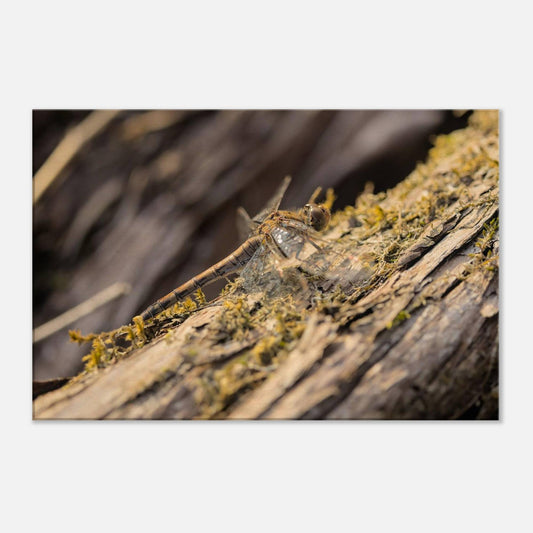 Dragonfly on the Wood