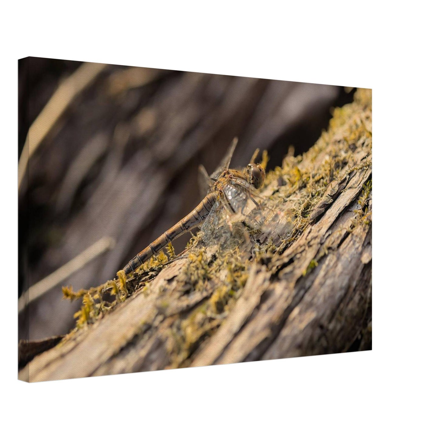 Dragonfly on the Wood