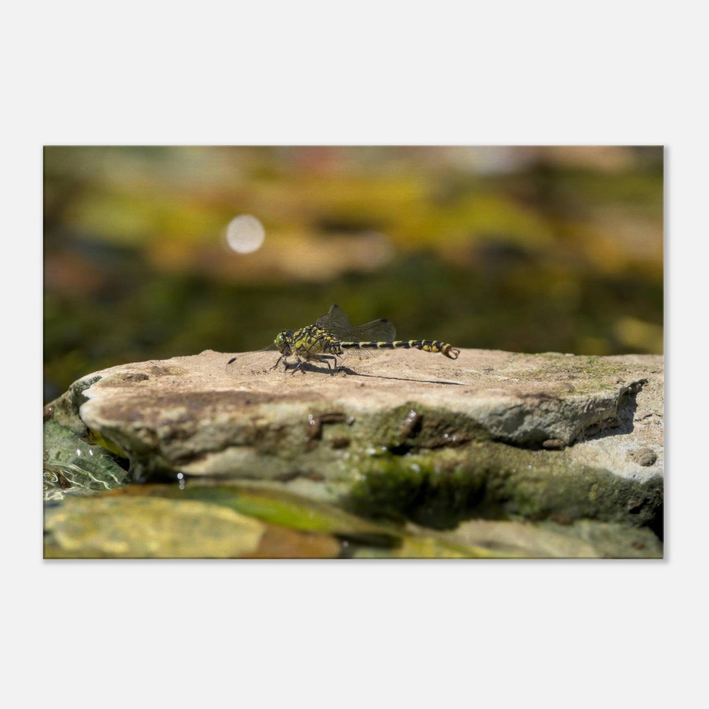 Mighty Dragonfly