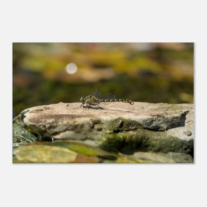 Mighty Dragonfly