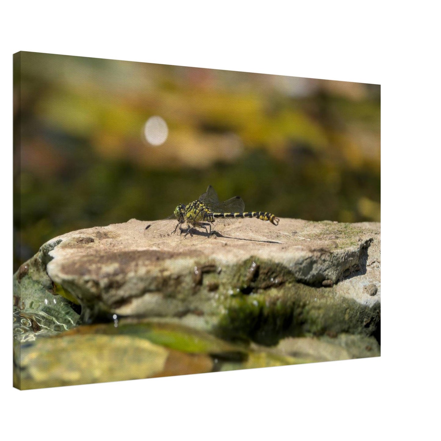 Mighty Dragonfly