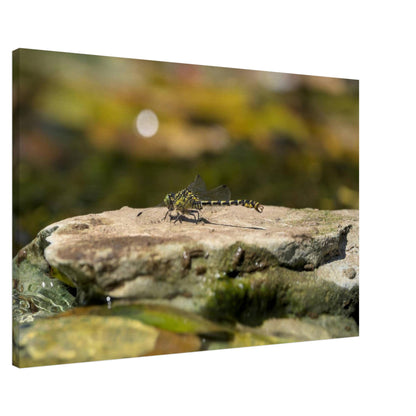 Mighty Dragonfly