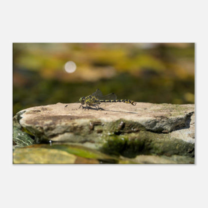 Mighty Dragonfly