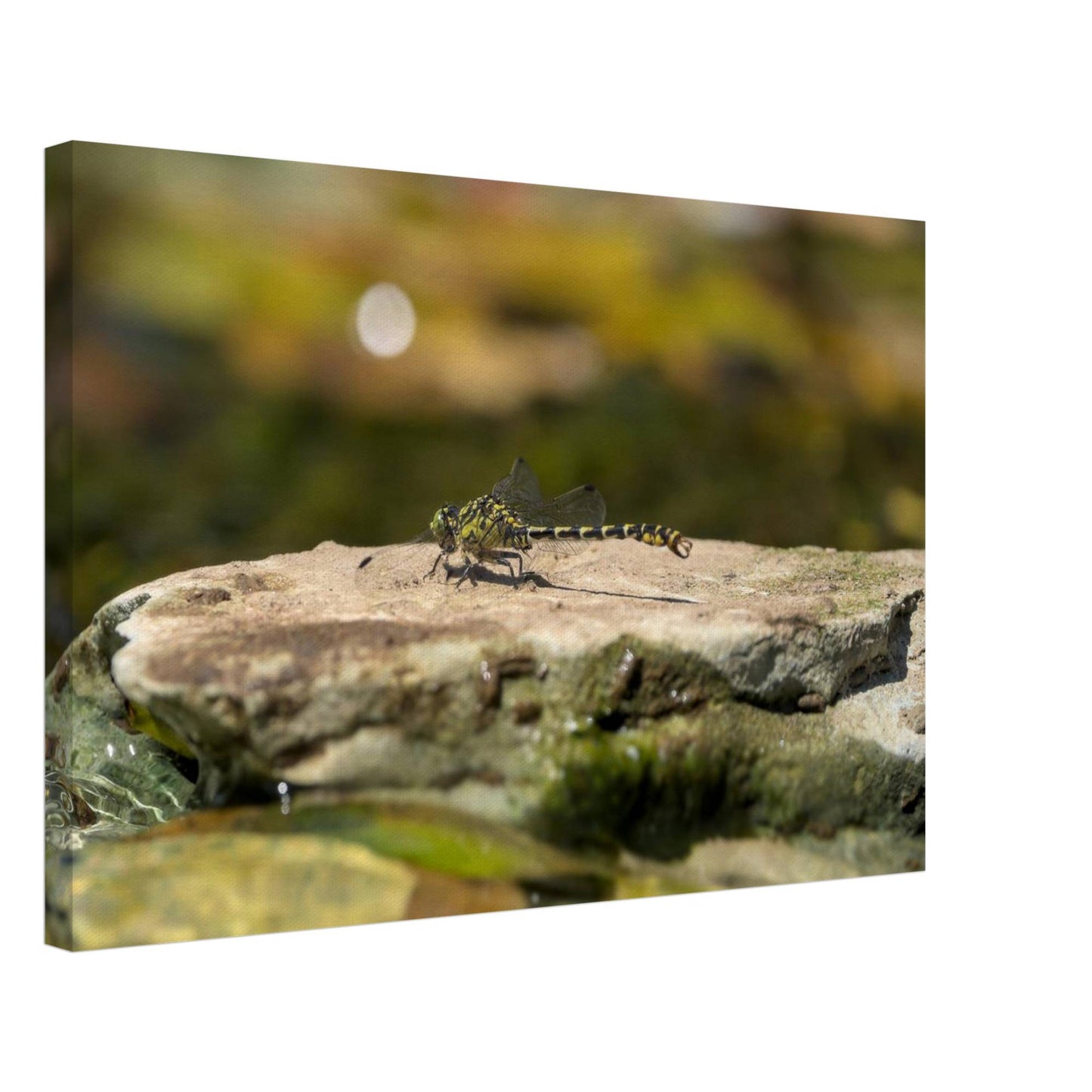 Mighty Dragonfly