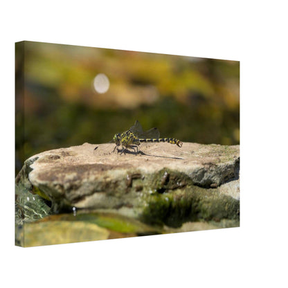 Mighty Dragonfly