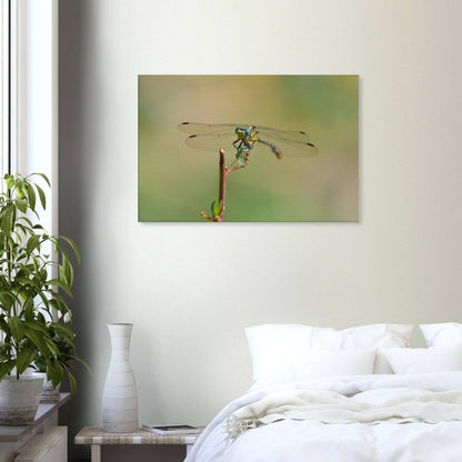 A Dragonfly's Portrait