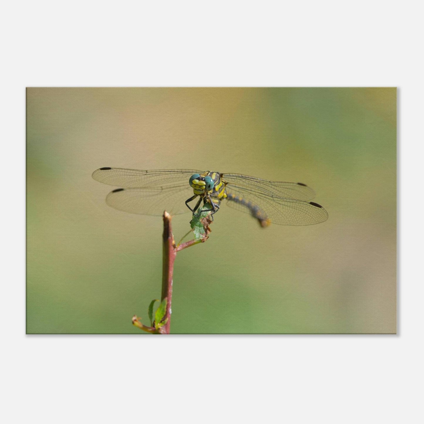 A Dragonfly's Portrait