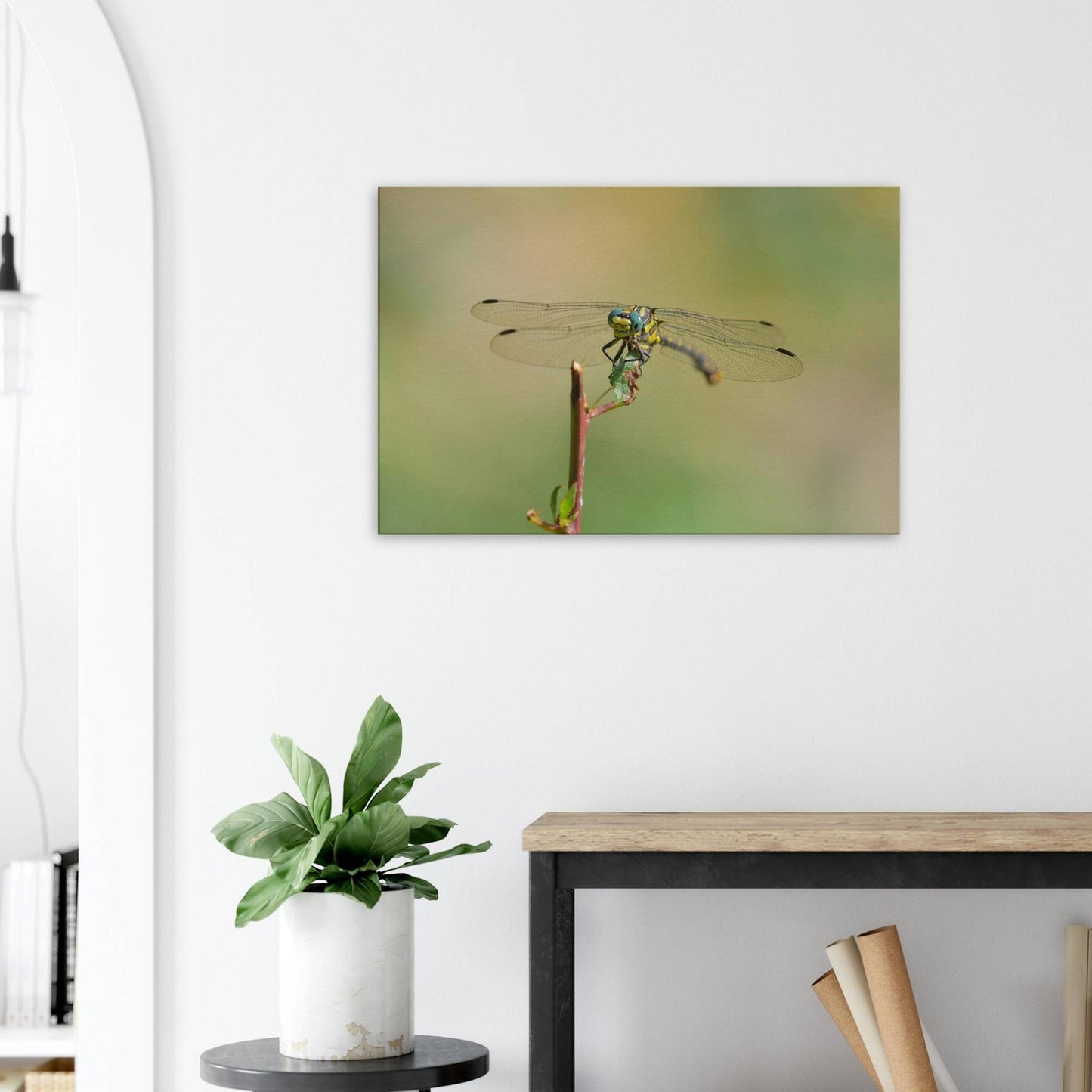 A Dragonfly's Portrait