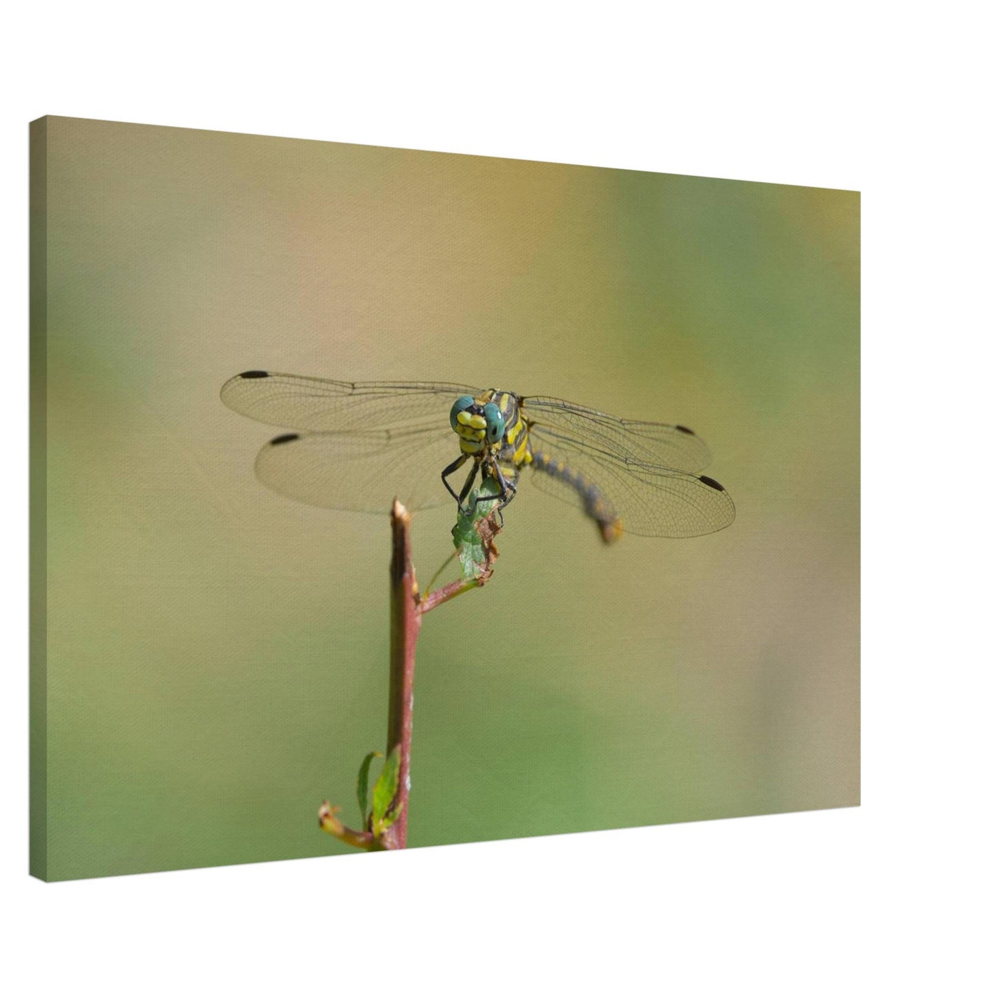 A Dragonfly's Portrait