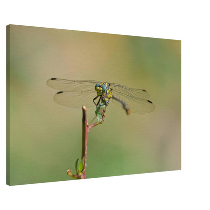 A Dragonfly's Portrait