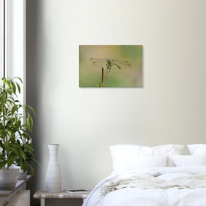 A Dragonfly's Portrait