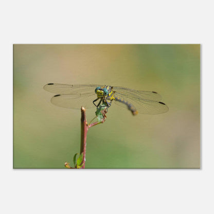 A Dragonfly's Portrait