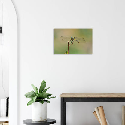 A Dragonfly's Portrait
