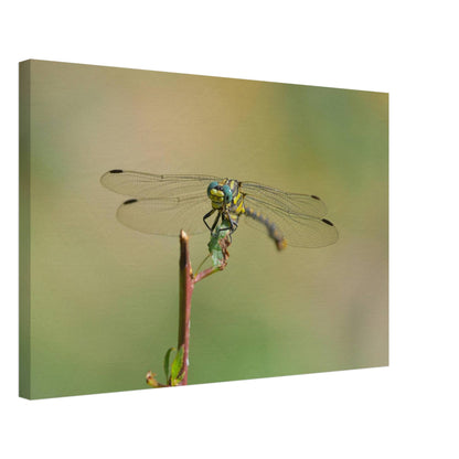 A Dragonfly's Portrait