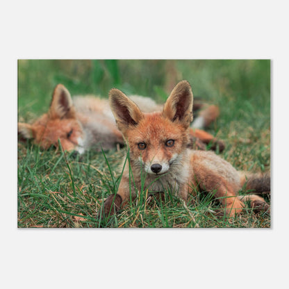 Family of Foxes