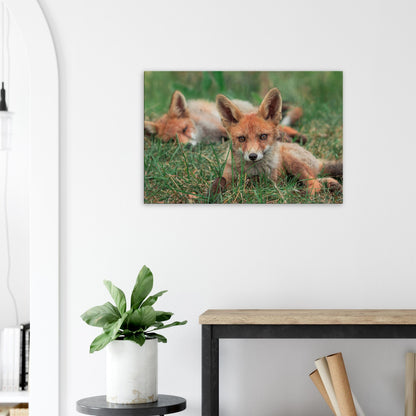 Family of Foxes