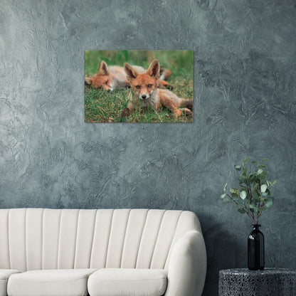 Family of Foxes