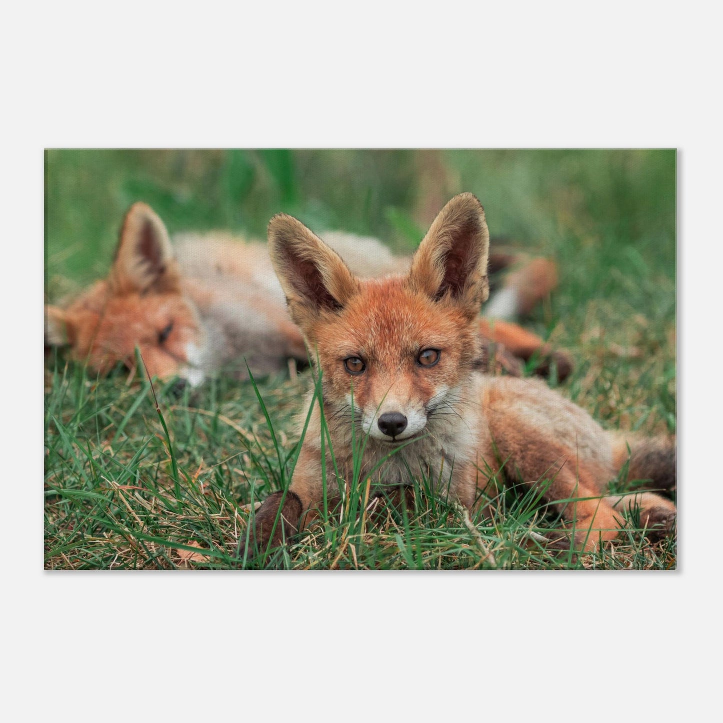 Family of Foxes