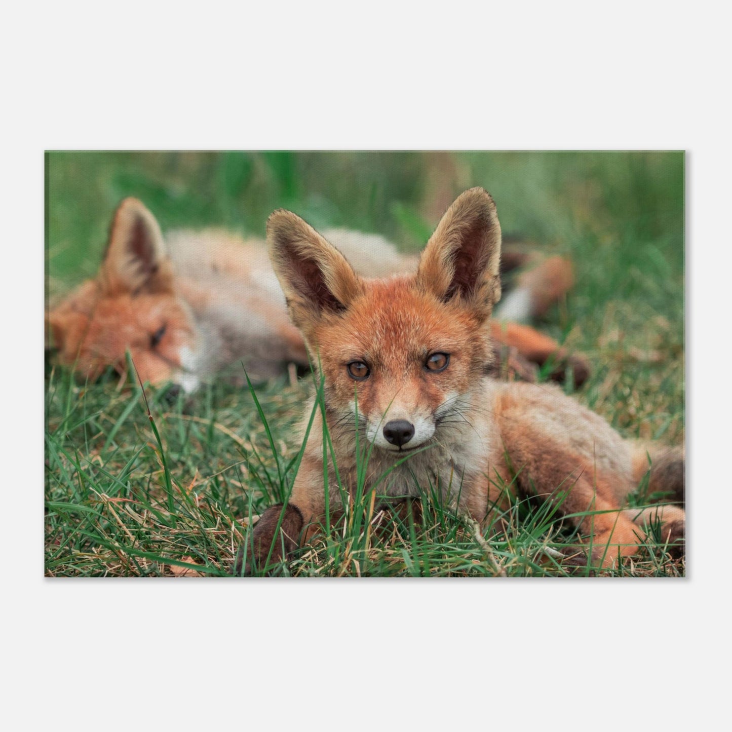 Family of Foxes