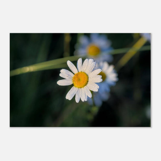 Daisy Stands Out