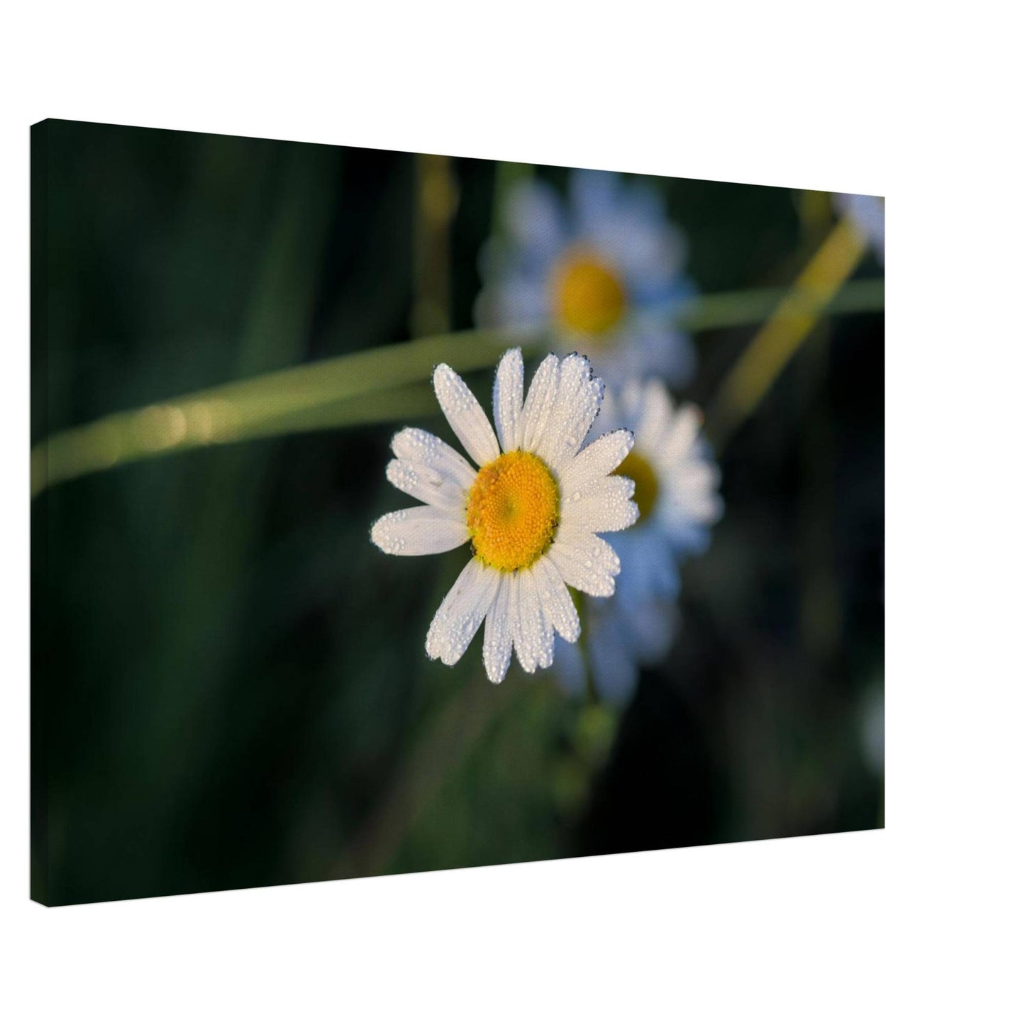 Daisy Stands Out