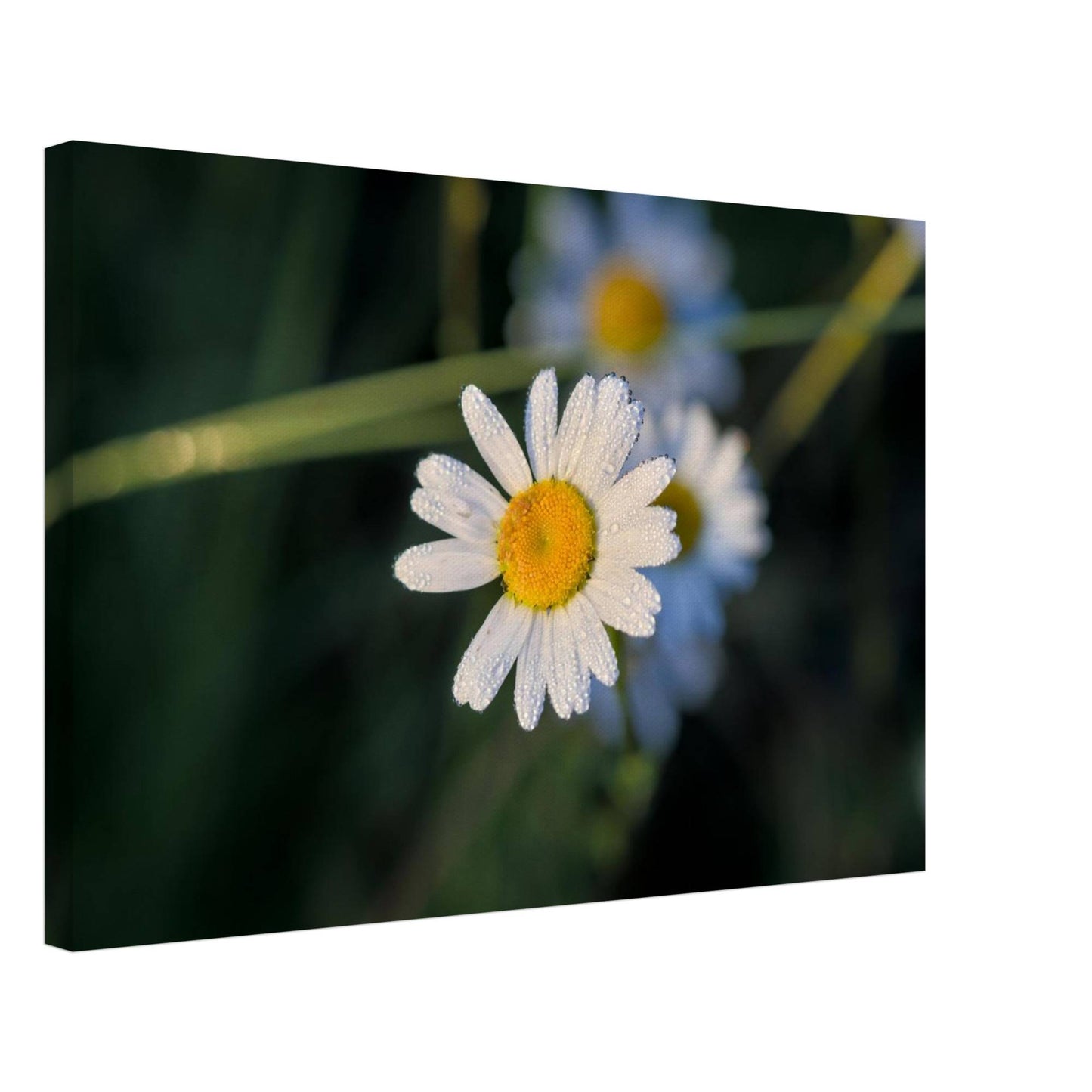 Daisy Stands Out