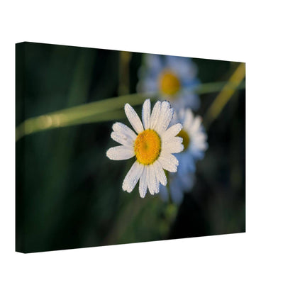 Daisy Stands Out