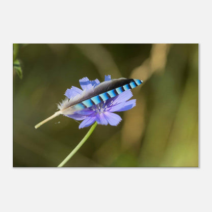 A Resting Feather