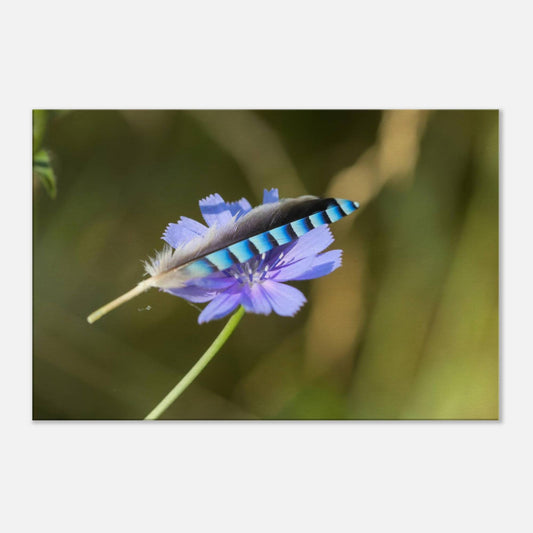 A Resting Feather