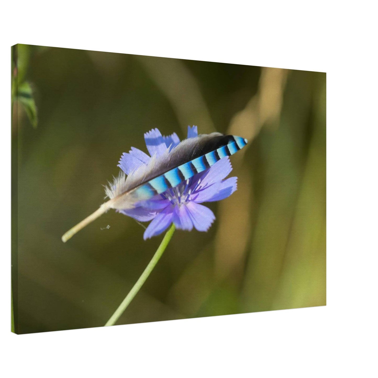 A Resting Feather
