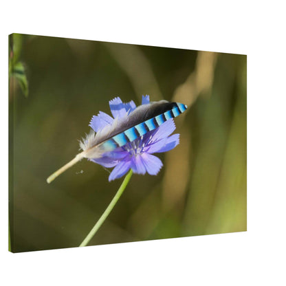 A Resting Feather