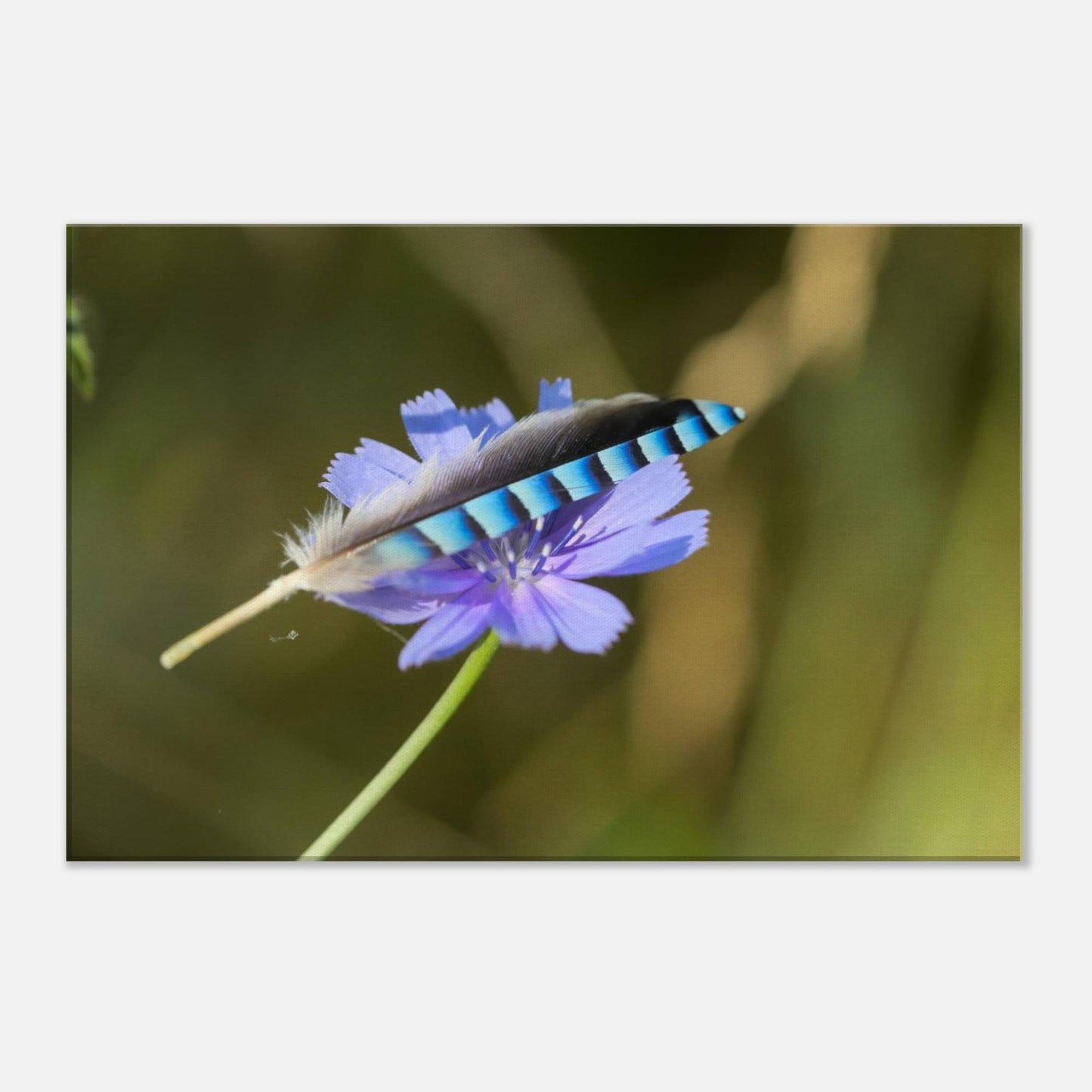 A Resting Feather