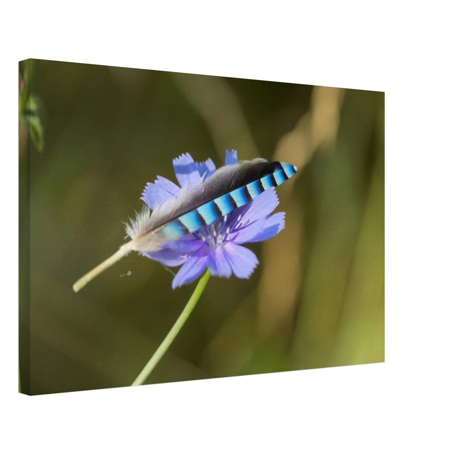 A Resting Feather