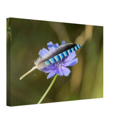 A Resting Feather