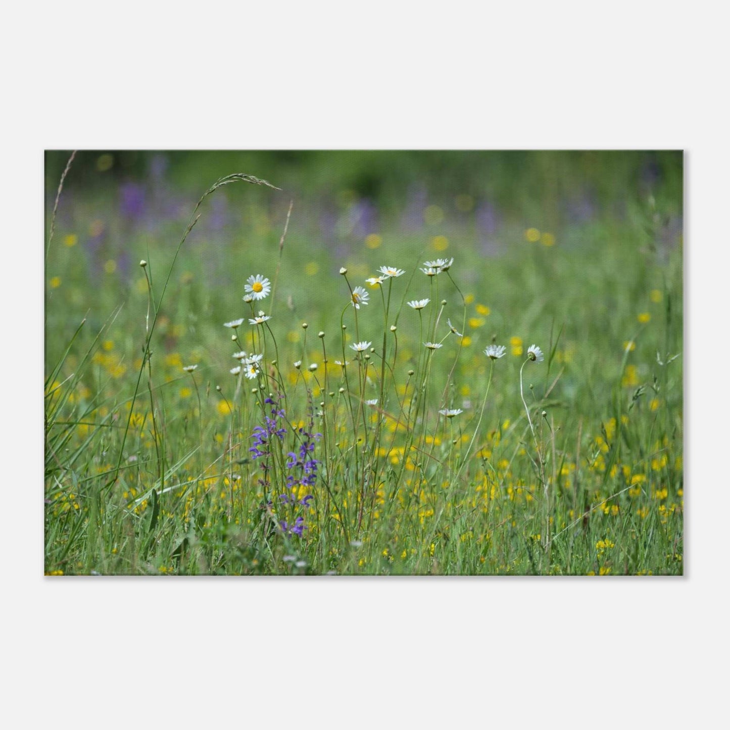 Flower Field