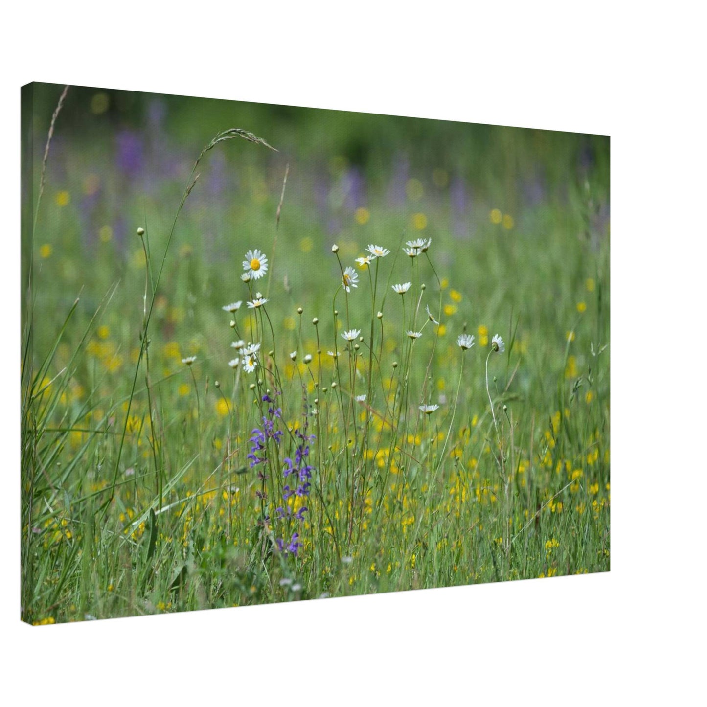 Flower Field