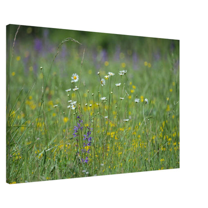 Flower Field
